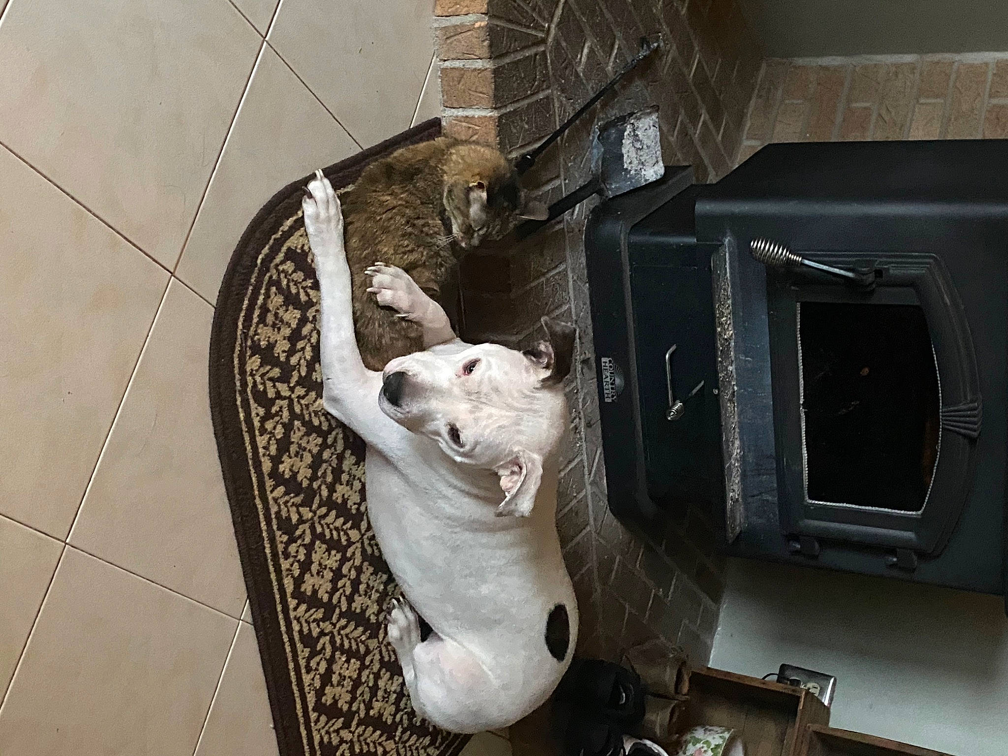 Monkey joined the competition — help win amazing prizes! canidae, carnivore, companion_dog, dog, dog_breed, dog_supply, pet_supply, snout, sporting_group, tile, tile_flooring, wood_burning_stove, working_animal, working_dog