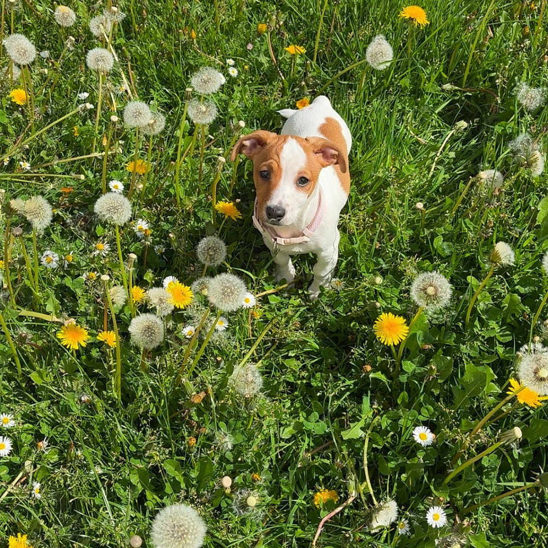 Benji a rejoint le concours — aidez-le/la à gagner de superbes lots ! dog, puppy, brown_and_white, meadow, grass, dandelions, wildflowers, outdoor, nature, greenery, spring, sunlight, cute, animal, pet, small_dog, curious, playful, field, standing