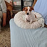 Benji participe au concours pour gagner de l'argent avec cette photo : puppy, dog, pet, couch, bed, fluffy_bed, indoor, home, person, storage_drawers, floor, blanket, furniture, brown, white, small_dog, seated, cute, young_dog, relaxed