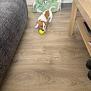 Benji a rejoint le concours — aidez-le/la à gagner de superbes lots ! dog, puppy, tennis_ball, wooden_floor, couch, table, dog_bed, blanket, indoor, pet, playing, brown_and_white, small_dog, flooring, furniture, cozy, domestic, young_dog, toy, home