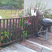 Penny joined the competition — help win amazing prizes! cat, wooden_fence, flowers, garden, backyard, grill, swing, greenery, outdoor, pet, animal, plant, wooden_deck, nature, summer, daylight, flora, fauna, relaxing, quiet