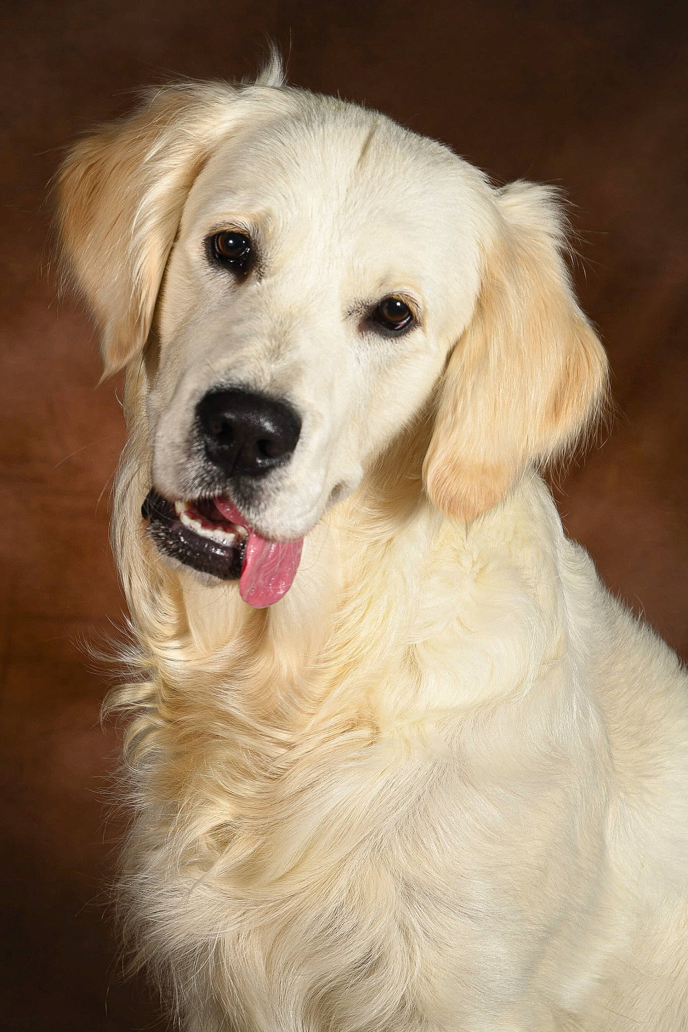 Tomy a rejoint le concours — aidez-le/la à gagner de superbes lots ! ancient_dog_breeds, canidae, carnivore, companion_dog, dog, dog_breed, fawn, fur, gun_dog, plant, retriever, shout, snout, sporting_group, whiskers, working_animal, working_dog