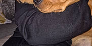Charlie is registered to the contest to win money with this photo: arm, black_clothing, brown_dog, canine, closeup, comfort, cuddle, dog, fur, human, indoor, nose, paw, person, pet, puppy, relaxation, resting, sleeping, snout