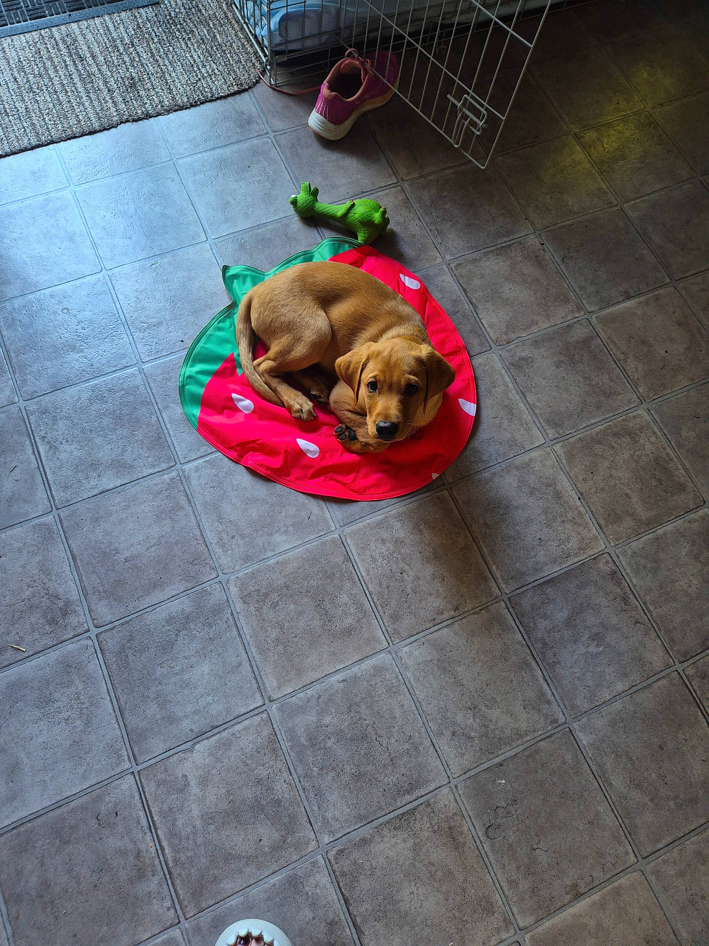 animal, brown, curious, cute, dog, domestic, floor, frog_toy, indoor, laying_down, looking_up, mat, pet, pink_sneaker, puppy, small, sneaker, strawberry_mat, tile_floor, toy