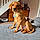 Charlie