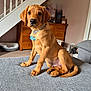 brown_coat, carpet, collar, curious, dog, ears, eyes, furniture, home_interior, indoor, living_room, nose, paw, pet, pet_bed, puppy, sitting, staircase, tail, wooden_furniture