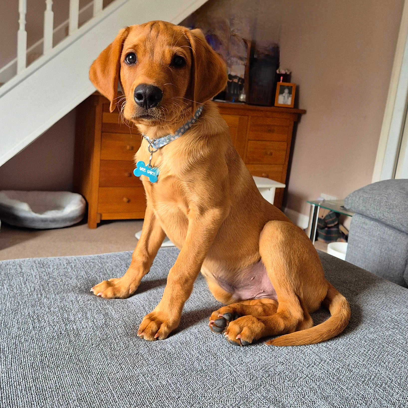 Charlie joined the competition — help win amazing prizes! brown_coat, carpet, collar, curious, dog, ears, eyes, furniture, home_interior, indoor, living_room, nose, paw, pet, pet_bed, puppy, sitting, staircase, tail, wooden_furniture