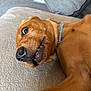 Charlie joined the competition — help win amazing prizes! animal, brown_dog, canine, close_up, collar, comfortable, couch, dog, expression, fur, home, indoor, lying_down, nose, pet, pillow, playful, relaxed, teeth, whiskers