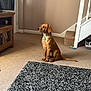 Charlie joined the competition — help win amazing prizes! animal, brown_dog, carpet, collar, cozy, cute, dog, domestic, floor, home, indoor, living_room, pet, pet_tag, puppy, rug, staircase, television, watching, wooden_furniture