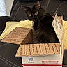 Sloan joined the competition — help win amazing prizes! animal, black_cat, cardboard_box, cat, couch, cozy, curious, feline, household, indoor, leather_couch, pet, priority_mail, sitting, soft_light, stitching, tongue_out, usps, wide_eyes, yellow_pillow