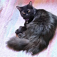 Sloan joined the competition — help win amazing prizes! animal, bedspread, black_cat, cat, collar, cute, domestic_animal, feline, fluffy, fur, indoor, laying, looking, pastel_colors, pet, relaxed, resting, tail, textured, whiskers