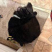 Sloan joined the competition — help win amazing prizes! animal, bath_mat, black_cat, cat, collar, cozy, curled_up, cute, domestic_cat, fur, home, indoor, paw, pet, quiet, relaxing, resting, sleeping, tail, tile_floor