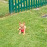 animal, canine, daytime, dog, ears_up, fence, grass, greenery, harness, lawn, nature, outdoor, pet, playful, quiet, relaxed, resting, small_dog, sunlight, yard