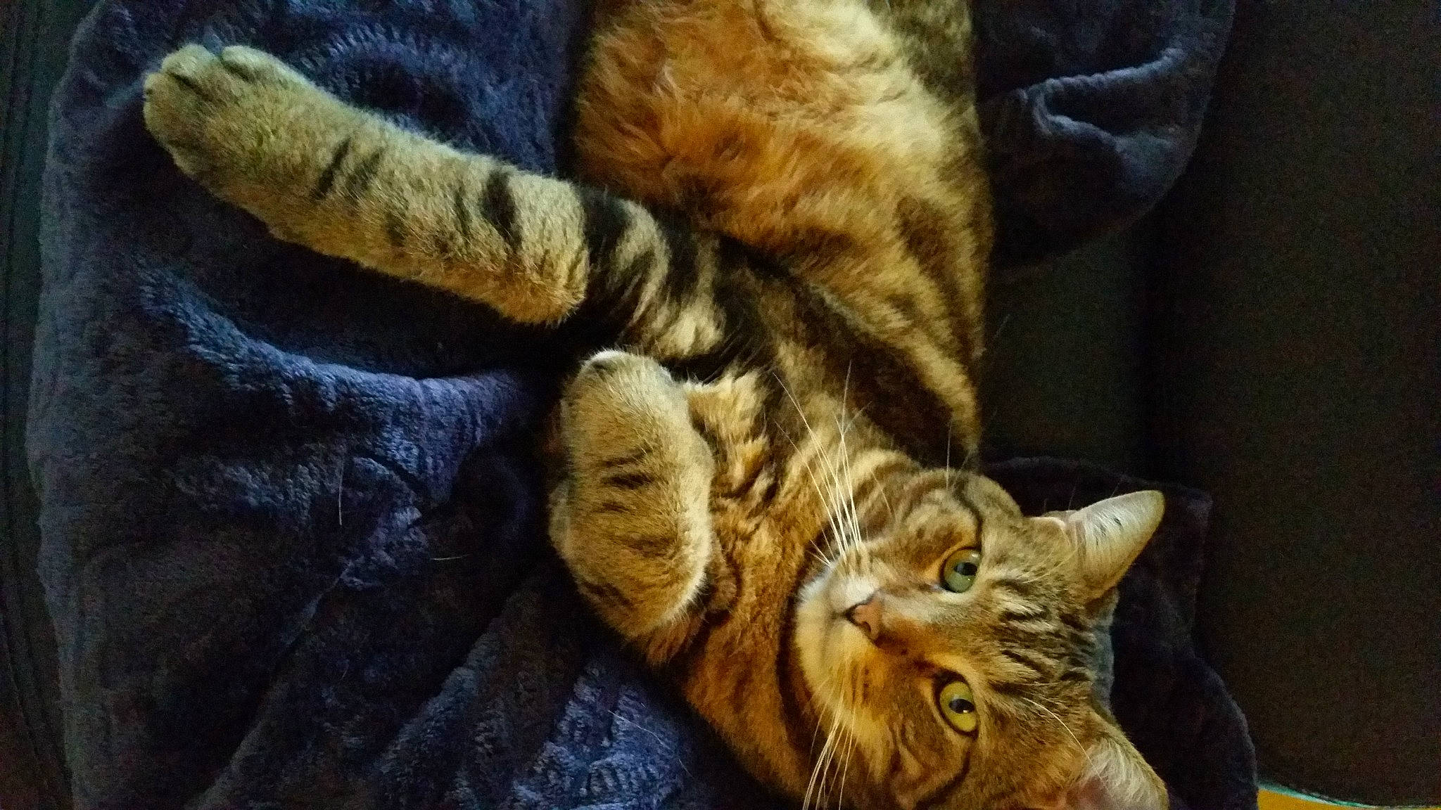 Ecko a rejoint le concours — aidez-le/la à gagner de superbes lots ! carnivore, cat, comfort, domestic_short_haired_cat, felidae, fur, small_to_medium_sized_cats, snout, tabby_cat, tail, vertebrate, whiskers, yellow