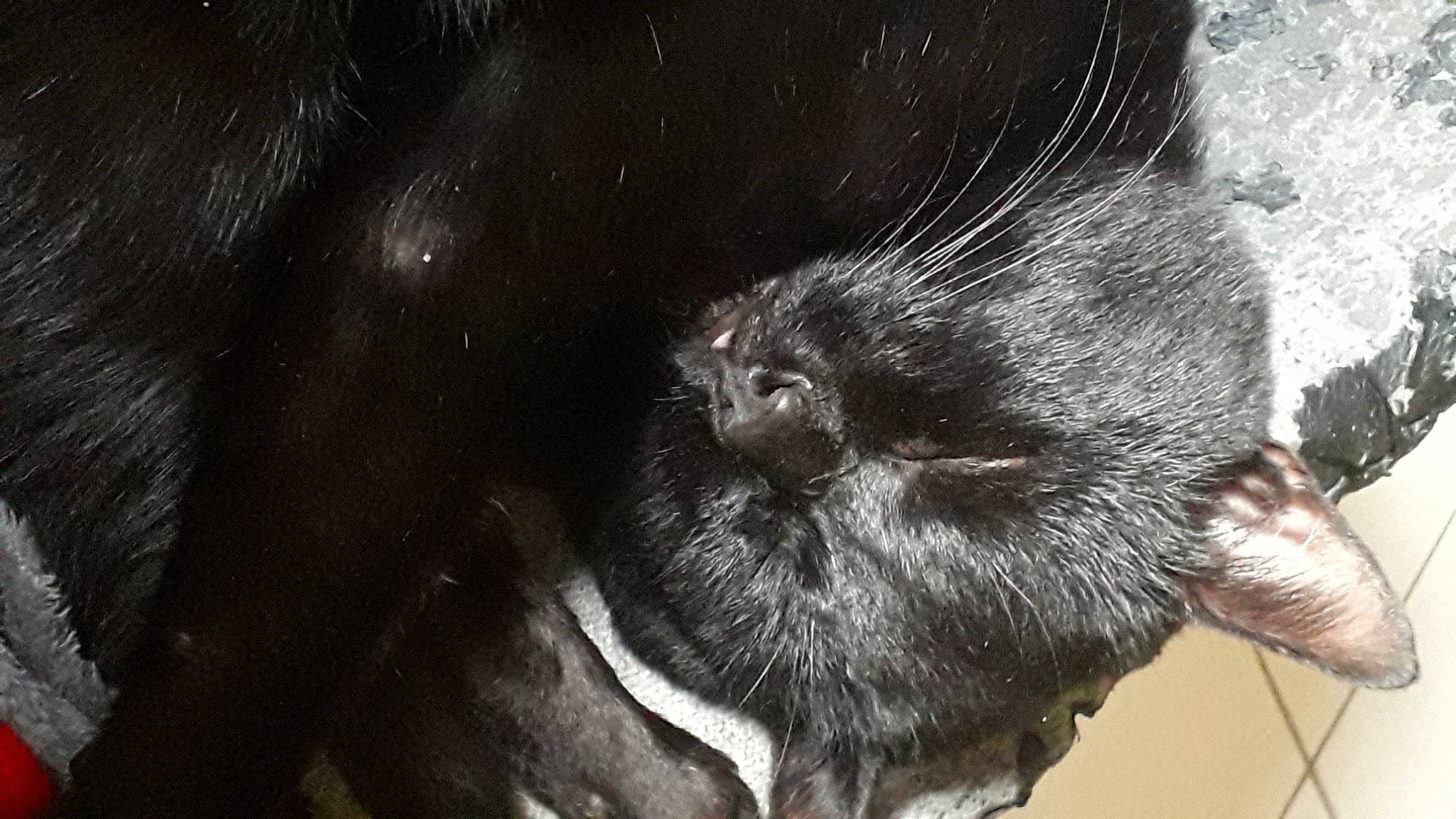 Mowgli a rejoint le concours — aidez-le/la à gagner de superbes lots ! black_cat, canidae, carnivore, cat, claw, dog_breed, domestic_short_haired_cat, ear, eye, felidae, foot, fur, human_body, paw, small_to_medium_sized_cats, snout, sporting_group, tail, terrestrial_animal, whiskers