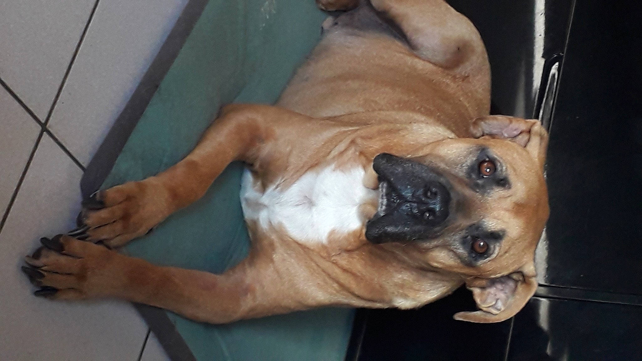 Ted participe au concours pour gagner de l'argent avec cette photo : ancient_dog_breeds, canidae, carnivore, collar, companion_dog, dog, dog_breed, fawn, guard_dog, molosser, non_sporting_group, paw, snout, sporting_group, tail, terrestrial_animal, toy_dog, whiskers, working_dog, wrinkle