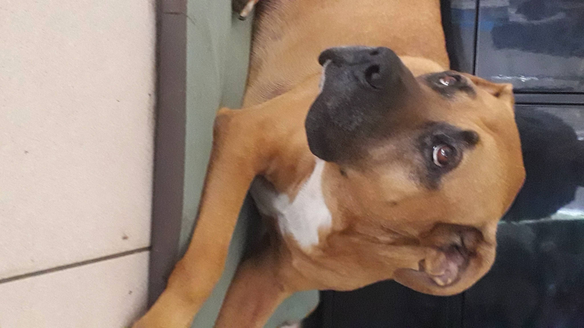 Ted participe au concours pour gagner de l'argent avec cette photo : ancient_dog_breeds, canidae, carnivore, companion_dog, dog, dog_breed, ear, fawn, fur, guard_dog, non_sporting_group, paw, pet_supply, selfie, sporting_group, whiskers, working_animal, working_dog