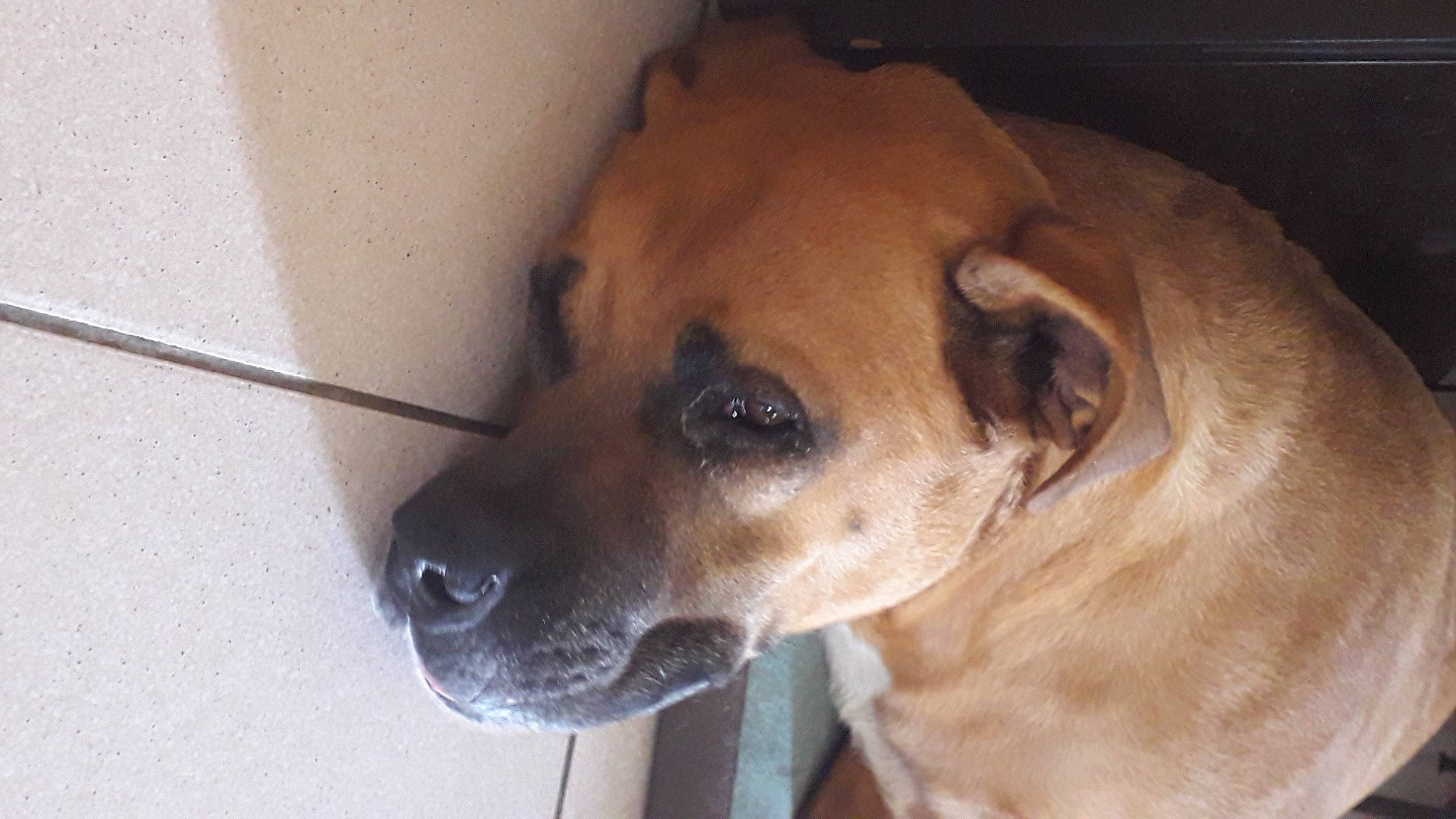 Ted participe au concours pour gagner de l'argent avec cette photo : canidae, carnivore, collar, companion_dog, dog, dog_breed, dog_collar, ear, fawn, firefighter, fur, non_sporting_group, pet_supply, puppy, snout, sporting_group, terrestrial_animal, whiskers, working_animal