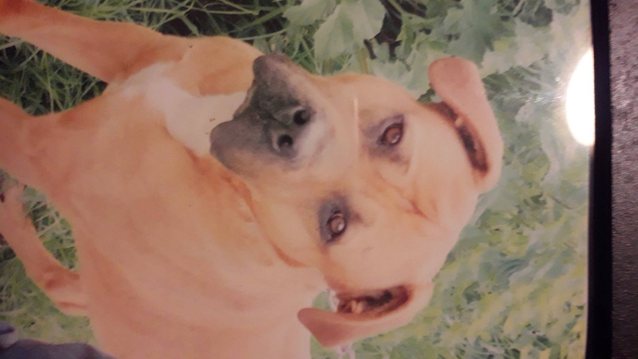 Ted participe au concours pour gagner de l'argent avec cette photo : canidae, carnivore, companion_dog, dog, dog_breed, ear, eyelash, fawn, fur, gesture, happy, jaw, non_sporting_group, nose, puppy, selfie, snout, sporting_group, whiskers, working_animal