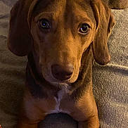 Cocoa Bean joined the competition — help win amazing prizes! animal, blanket, brown_dog, canine, close_up, companion, cute, dog, domestic_animal, ears, eyes, face, friendly, fur, indoors, looking_at_camera, lying_down, pet, portrait, snout