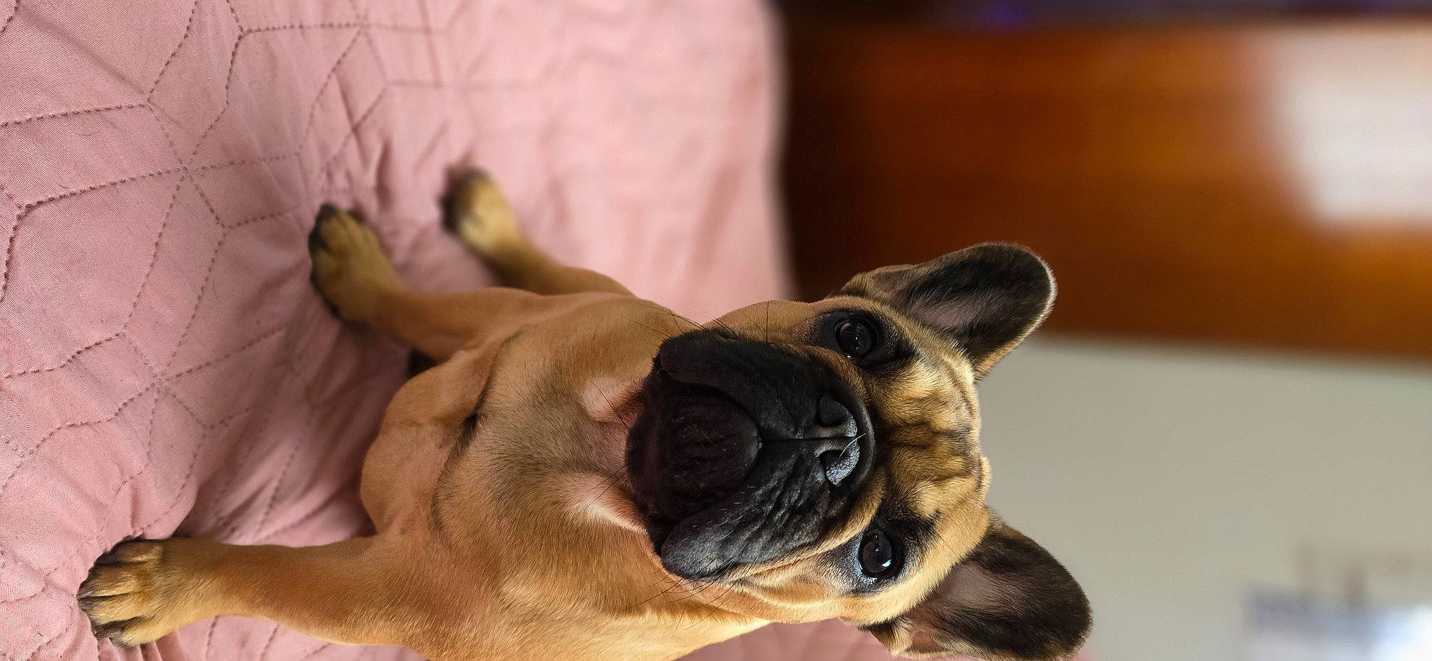 Ursulla participe au concours pour gagner de l'argent avec cette photo : bored, canidae, carnivore, comfort, companion_dog, dog, dog_breed, ear, eye, fawn, paw, pug, puppy, sporting_group, terrestrial_animal, toy_dog, whiskers, wood, working_animal, wrinkle