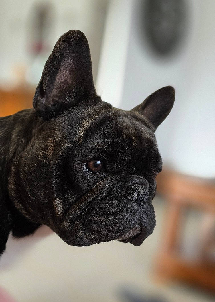 Starsky a rejoint le concours — aidez-le/la à gagner de superbes lots ! bulldog, canidae, carnivore, collar, companion_dog, dog, dog_breed, dog_collar, ear, fawn, french_bulldog, molosser, non_sporting_group, pug, snout, terrestrial_animal, toy_dog, whiskers, working_animal, wrinkle