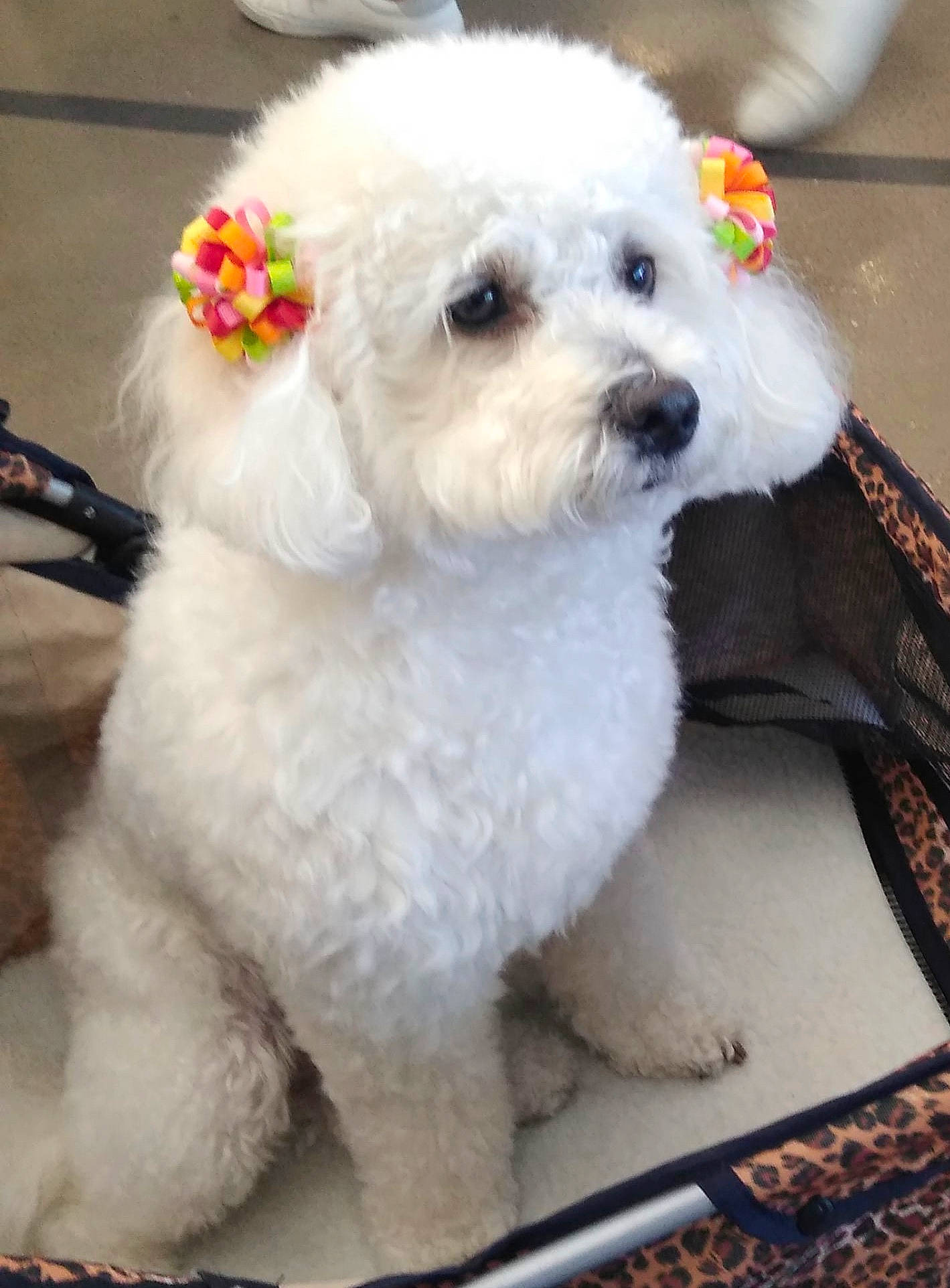 Lulu is registered to the contest to win money with this photo: bichon, bichon_frise, bolognese, bolonka, canidae, carnivore, companion_dog, dog, dog_breed, maltepoo, maltese, mammal, miniature_poodle, non_sporting_group, poodle, poodle_crossbreed, puppy, toy_dog, toy_poodle, vertebrate