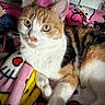 cat, calico_cat, pet, feline, animal, close_up, portrait, green_eyes, whiskers, pink_nose, orange_fur, black_fur, white_fur, lying_down, blanket, bed, hello_kitty, indoors, cozy, cute