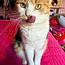 Baby is registered to the contest to win money with this photo: cat, calico_cat, pet, animal, portrait, close_up, sitting, licking, tongue, whiskers, green_eyes, orange_and_white, fur, bed, pink_blanket, bedroom, cat_tree, clothing, indoors, cute
