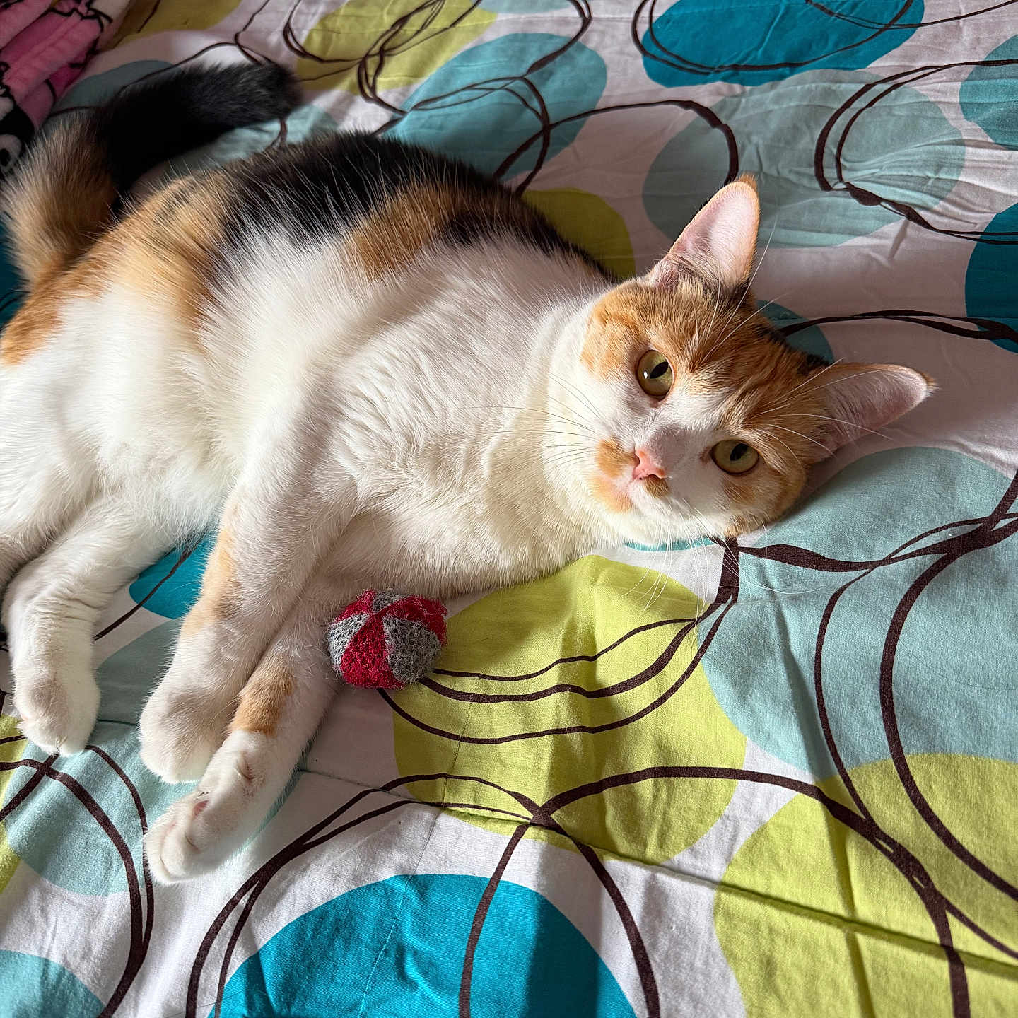Baby is registered to the contest to win money with this photo: cat, calico_cat, pet, animal, feline, lying_down, bed, bedspread, patterned_bedding, orange_and_white, black_and_white, green_eyes, whiskers, ears, tail, toy, indoors, bedroom, relaxed, portrait