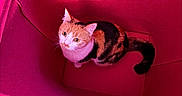 Baby joined the competition — help win amazing prizes! cat, pet, feline, orange_cat, black_cat, tabby, animal, whiskers, ears, eyes, tail, sitting, indoors, fabric, tent, pink, magenta, closeup, portrait, curious