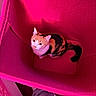 cat, pet, feline, orange_cat, black_cat, tabby, animal, whiskers, ears, eyes, tail, sitting, indoors, fabric, tent, pink, magenta, closeup, portrait, curious
