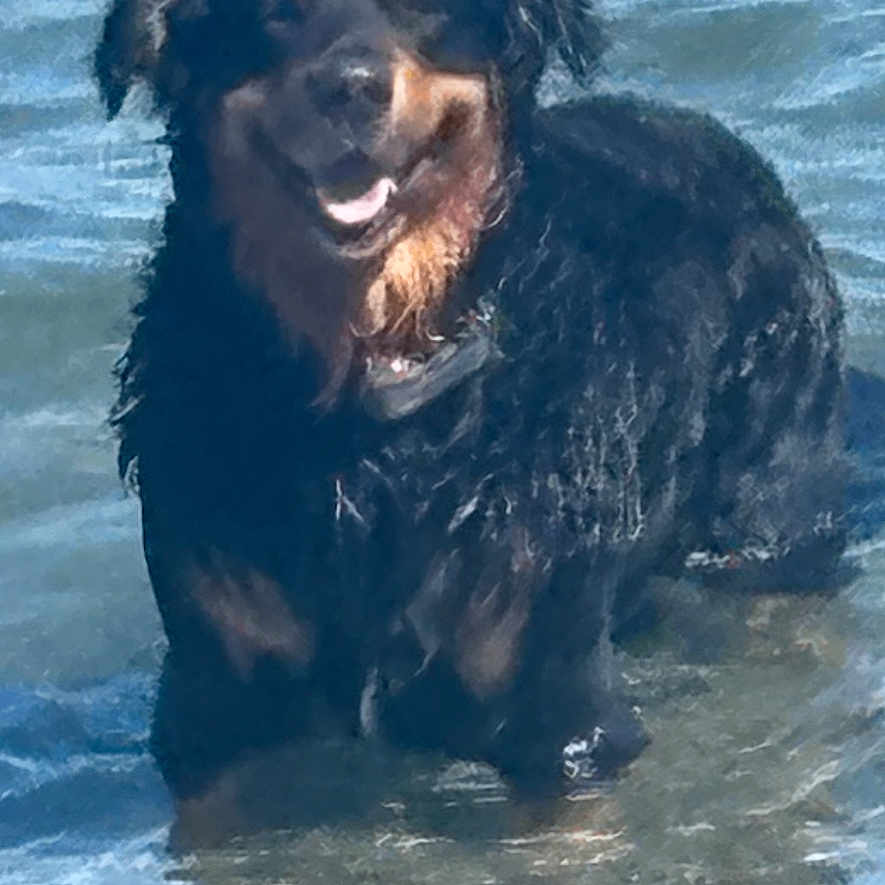 Bully a rejoint le concours — aidez-le/la à gagner de superbes lots ! dog, water, beach, wet, happy, outdoor, animal, canine, nature, summer, playful, pet, fur, sunlight, shallow_water, smiling, black_dog, brown_markings, standing, waves