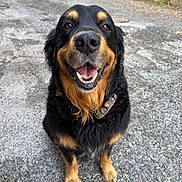Bully participe au concours pour gagner de l'argent avec cette photo : animal, black_fur, brown_fur, canine, closeup, collar, cute, dog, ears, friendly, fur, gravel, happy, mammal, outdoor, paw, pet, sitting, smiling, tongue