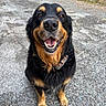 animal, black_fur, brown_fur, canine, closeup, collar, cute, dog, ears, friendly, fur, gravel, happy, mammal, outdoor, paw, pet, sitting, smiling, tongue
