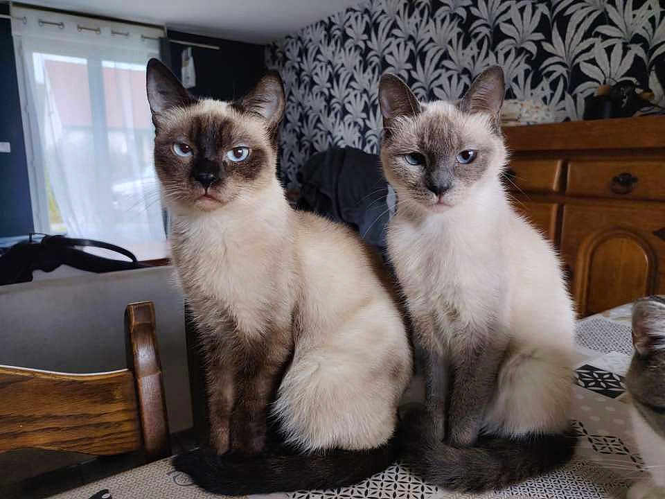 Aglaé participe au concours pour gagner de l'argent avec cette photo : cat, siamese_cat, indoor, table, furniture, wallpaper, blue_eyes, pets, animal, sitting, fur, domestic_cat, looking, two_animals, household, cozy, wooden_chair, tablecloth, pattern, background