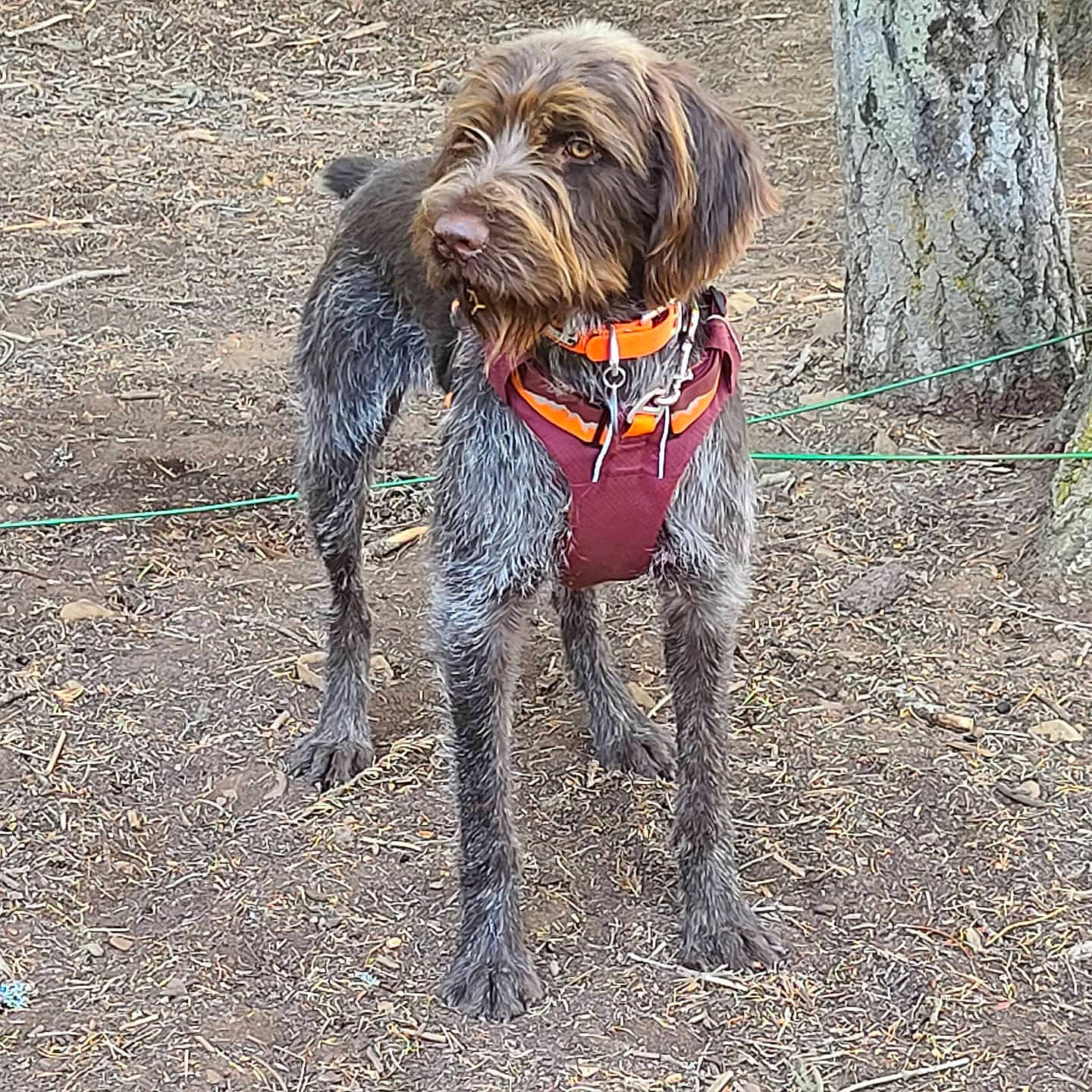 Zeke joined the competition — help win amazing prizes! canidae, carnivore, chinese_crested_dog, companion_dog, dog, dog_breed, dog_supply, fawn, leash, liver, small_terrier, soil, sporting_group, stichelhaar, tail, terrier, toy_dog, water_dog, working_animal, working_terrier