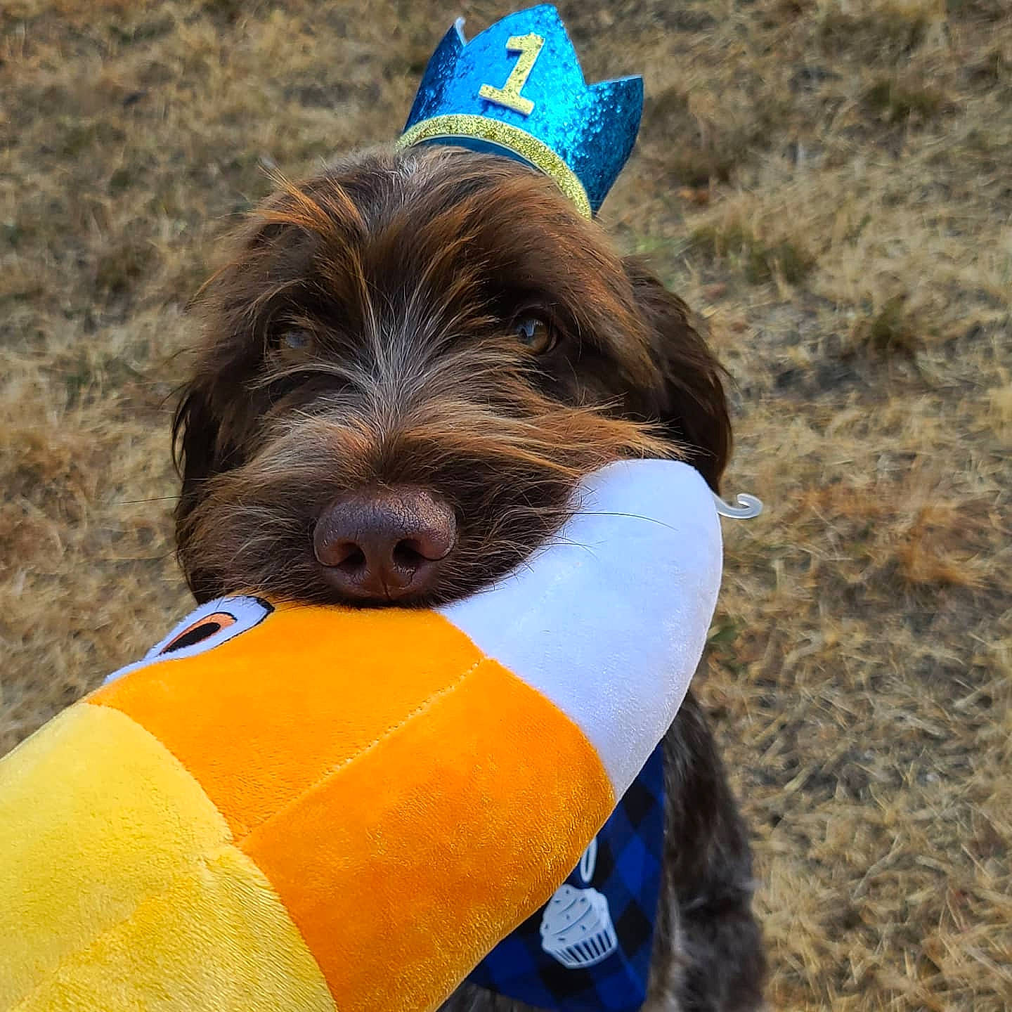 Zeke joined the competition — help win amazing prizes! canidae, carnivore, collar, companion_dog, dog, dog_breed, dog_clothes, dog_collar, dog_supply, electric_blue, fashion_accessory, hat, leash, liver, pet_supply, snout, sporting_group, terrier, water_dog, working_animal