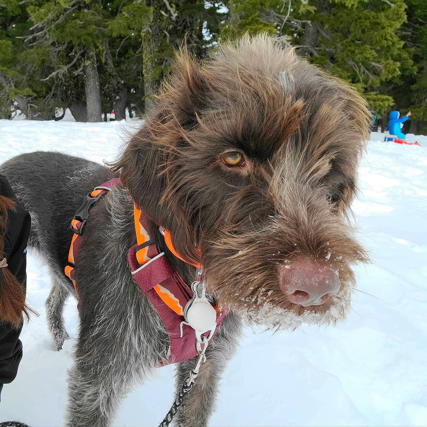Zeke joined the competition — help win amazing prizes! canidae, carnivore, collar, companion_dog, dog, dog_breed, dog_collar, dog_supply, fur, liver, pet_supply, schnauzer, snout, snow, sporting_group, terrier, tree, water_dog, winter, working_animal