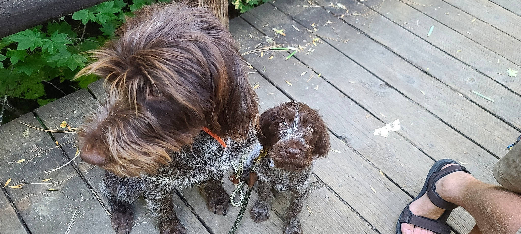 Obie joined the competition — help win amazing prizes! canidae, carnivore, companion_dog, dog, dog_breed, fawn, flooring, fur, liver, plant, pointing_breed, snout, spaniel, sporting_group, stichelhaar, tail, terrier, toy_dog, wood, working_animal