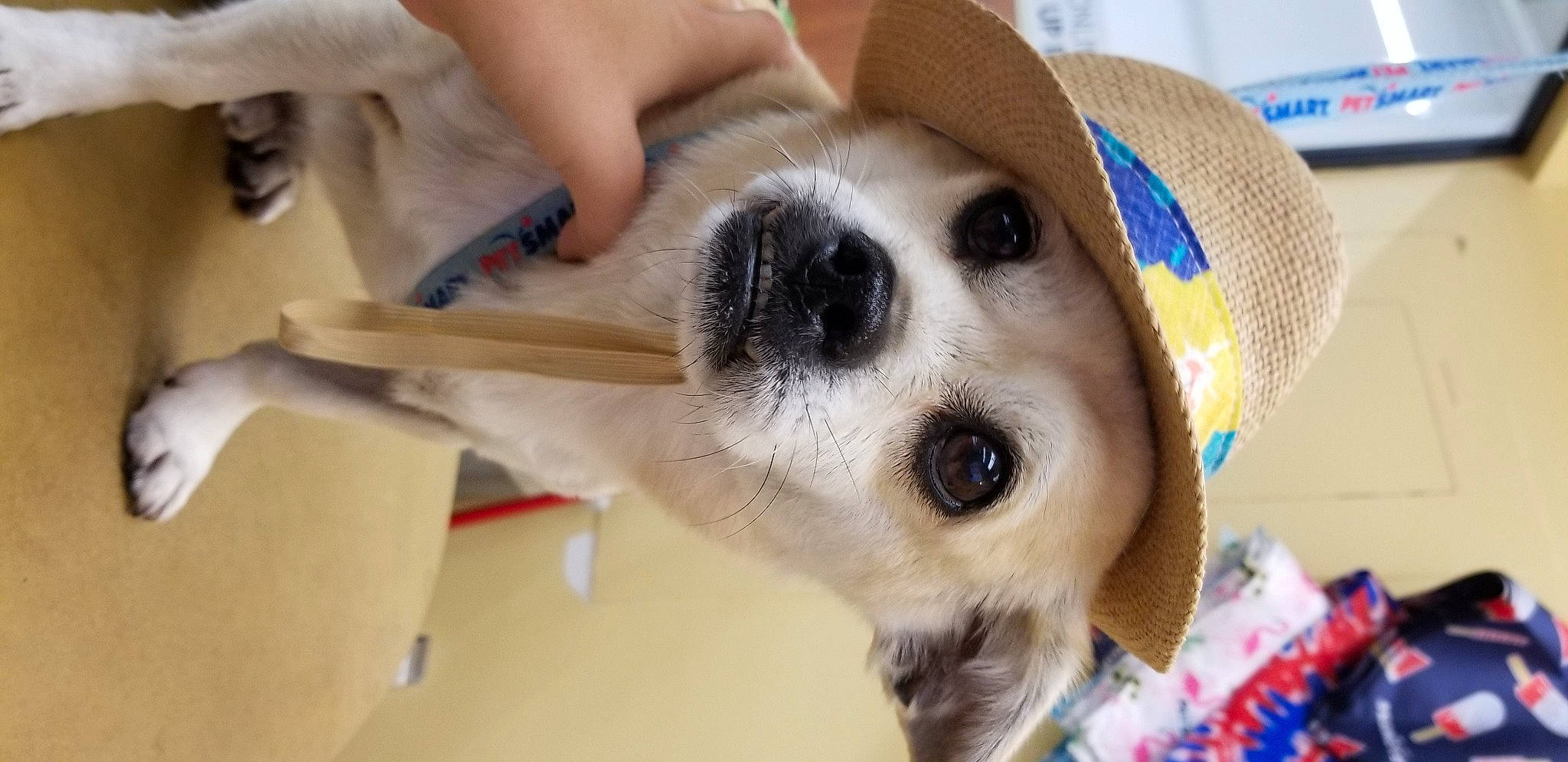 Bruce joined the competition — help win amazing prizes! canidae, carnivore, collar, companion_dog, dog, dog_breed, dog_collar, dog_supply, ear, fawn, fur, hat, non_sporting_group, paw, pet_supply, snout, sporting_group, sun_hat, whiskers, working_animal