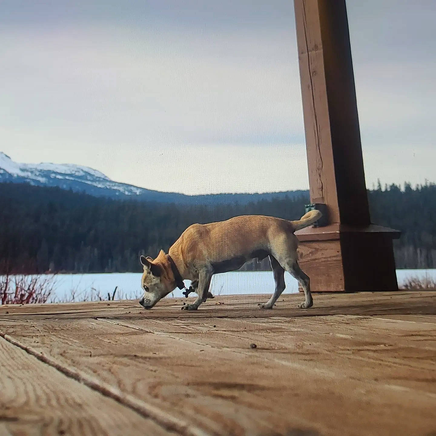 Bruce is registered to the contest to win money with this photo: art, canidae, carnivore, cloud, companion_dog, dog, dog_breed, fawn, felidae, landscape, mountain, sky, small_to_medium_sized_cats, snout, snow, sporting_group, tail, terrestrial_animal, tree, wood