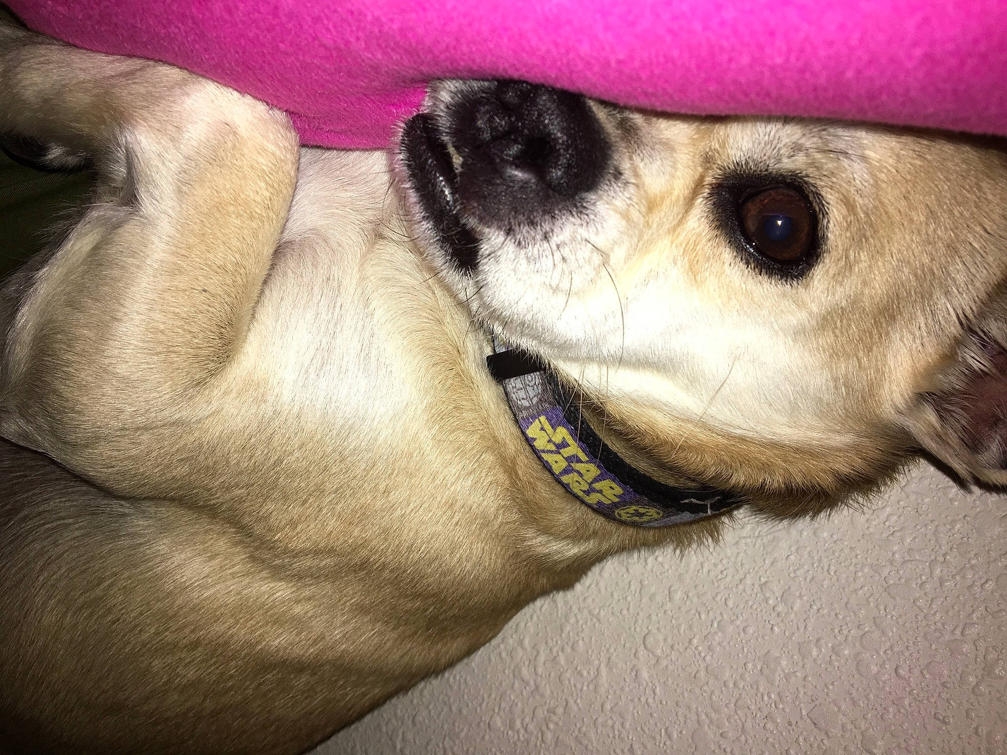 Bruce is registered to the contest to win money with this photo: canidae, carnivore, comfort, companion_dog, dog, dog_breed, ear, fawn, fur, gadget, gesture, paw, selfie, snout, sporting_group, stuffed_toy, toy, toy_dog, whiskers, working_animal