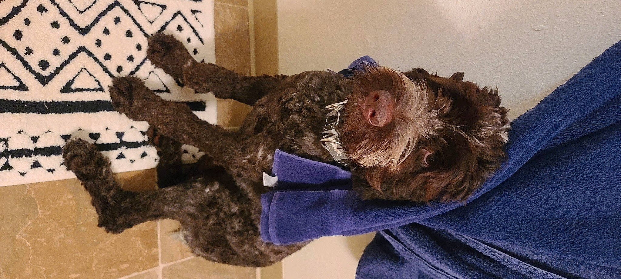 Dougal is registered to the contest to win money with this photo: art, comfort, companion_dog, fur, gesture, liver, military_camouflage, natural_material, room, sporting_group, tree, wood