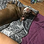 Roxy joined the competition — help win amazing prizes! dog, brown_dog, blanket, bed, purple_bedspread, wooden_floor, indoor, pet, looking_back, relaxed, cozy, home, furniture, curious, animal, canine, resting, person_leg, floor, blanket_texture