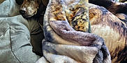 Roxy joined the competition — help win amazing prizes! dog, sleeping, blanket, cozy, indoor, brown_dog, soft_texture, resting, furniture, pet, comfort, relaxation, animal, home, couch, fur, nap, peaceful, wrapped, warm