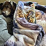 dog, sleeping, blanket, cozy, indoor, brown_dog, soft_texture, resting, furniture, pet, comfort, relaxation, animal, home, couch, fur, nap, peaceful, wrapped, warm