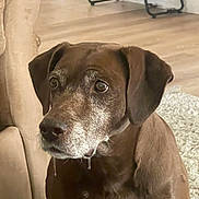 Roxy is registered to the contest to win money with this photo: dog, brown_dog, indoor, couch, carpet, drool, pet, animal, muzzle, ears, floor, furniture, closeup, cute, companion, canine, house, looking, sitting, portrait