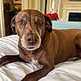 Roxy joined the competition — help win amazing prizes! dog, brown_dog, pet, bed, indoor, animal, canine, resting, closeup, portrait, fur, eyes, snout, ears, white_bedspread, furniture, fireplace, room, home, relaxed