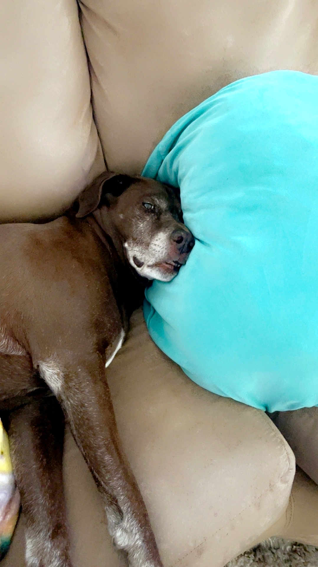 Roxy